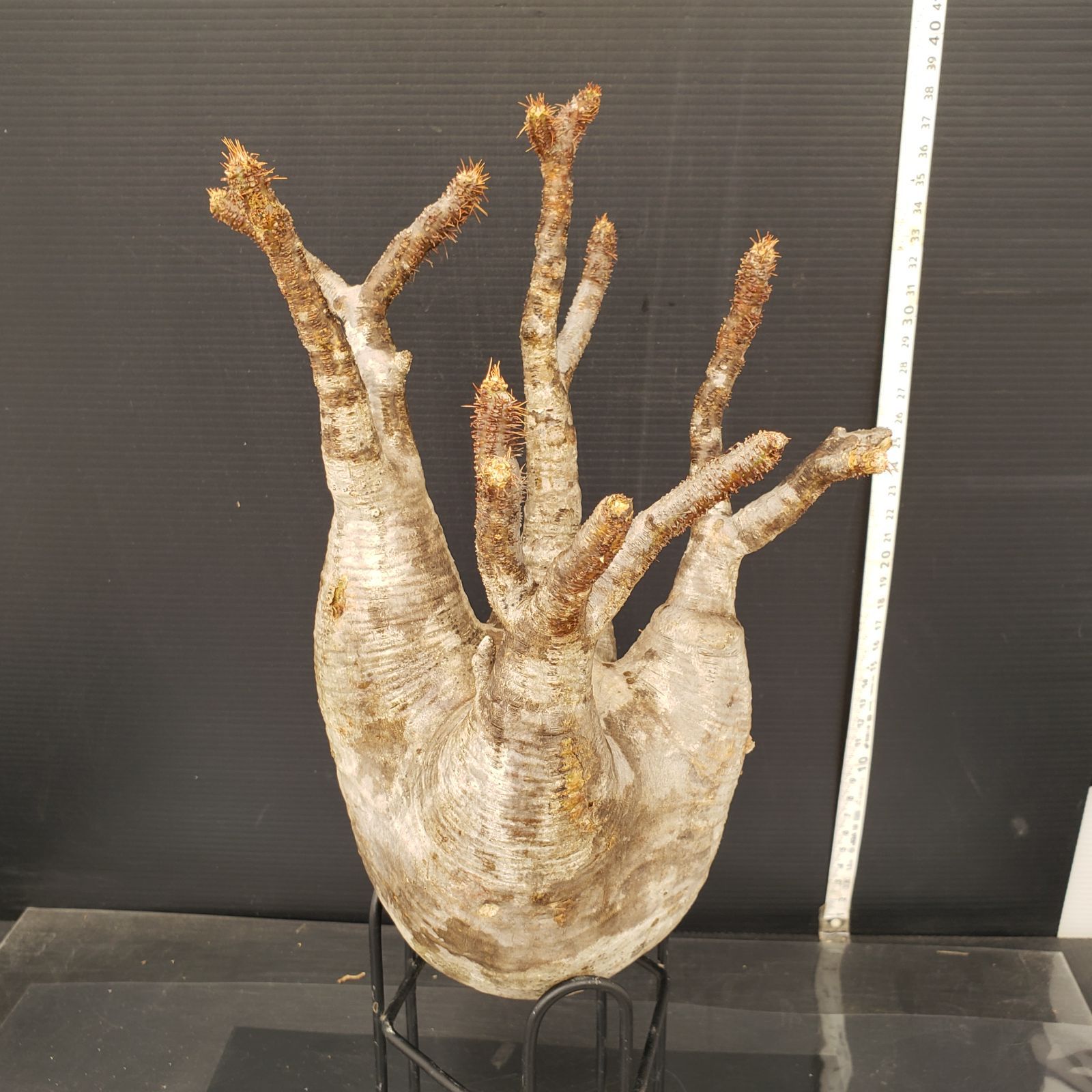 G831 最新到着 Pachypodium グラキリス ML 現地球 抜き苗 塊根植物 パキポディウム グラキリス