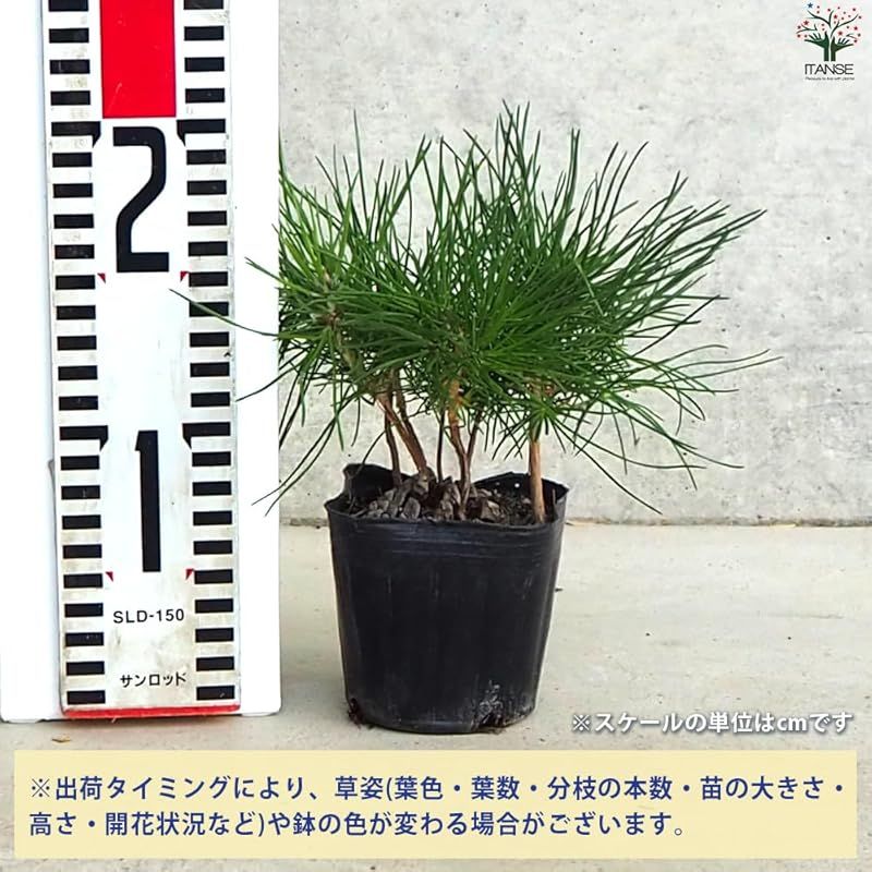 ＩＴＡＮＳＥ ぼっくり松