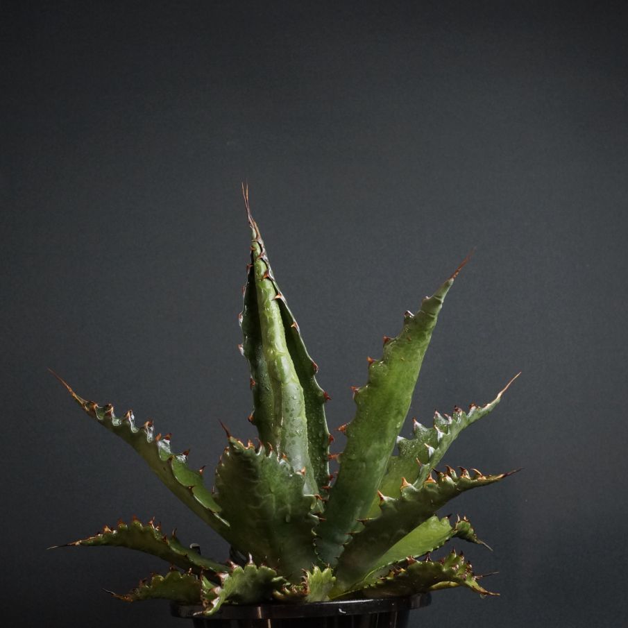 Agave gentryi 'Jaws'