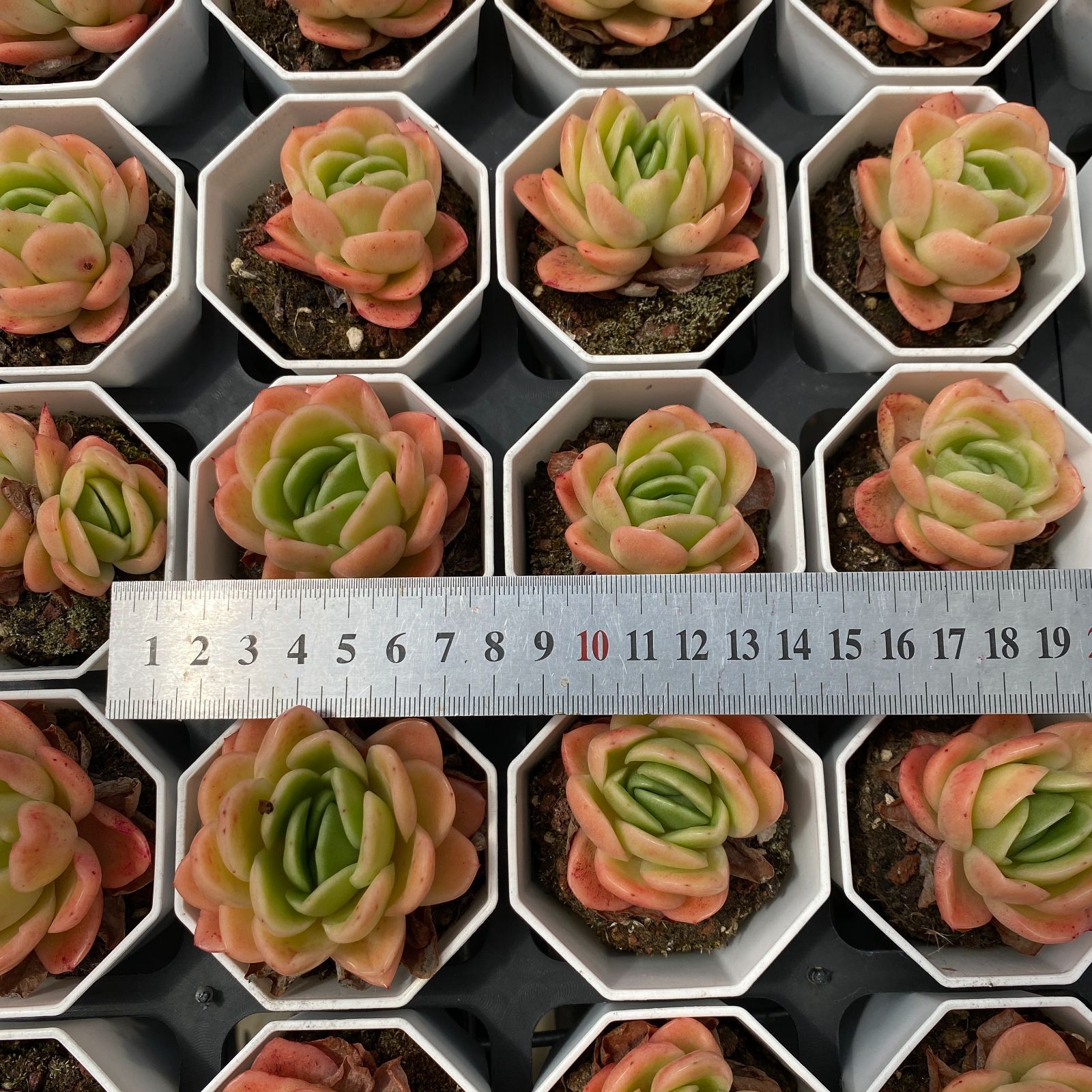 LB1339×50 ヒョウバラ 抜き苗 多肉植物 アエオニウム エケベリア 韓国苗 YUZUMIYA_COM