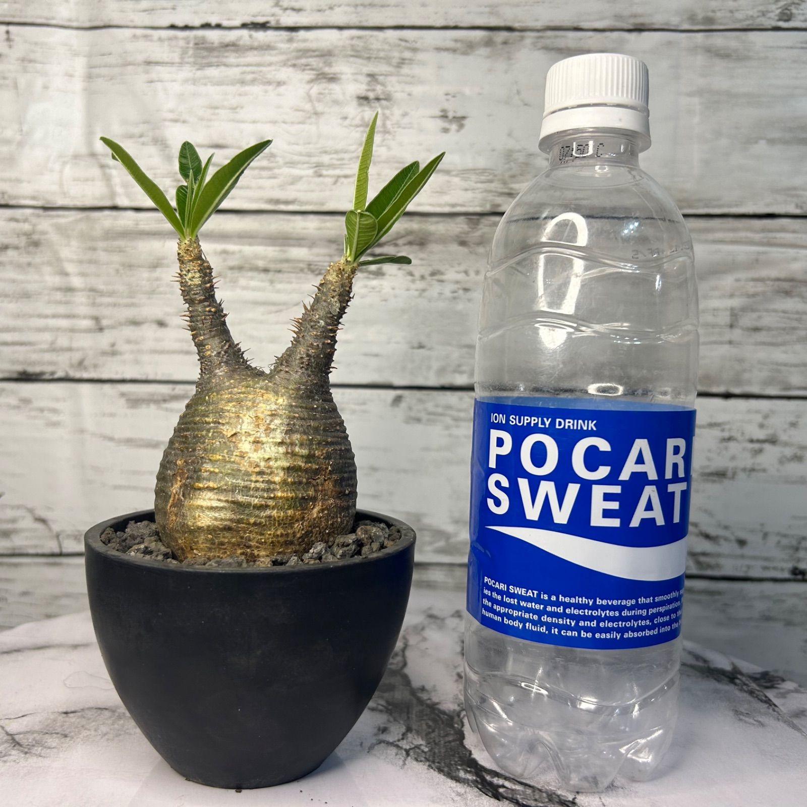 パキポディウム グラキリス 現地球(発根済み) 2号鉢入り 塊根植物  