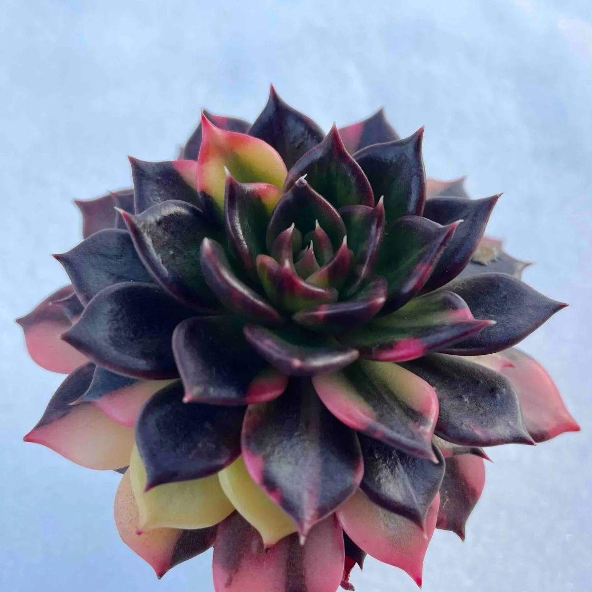 アウトレット 多肉植物 ブラックプリンス錦 #みさママ 多肉植物