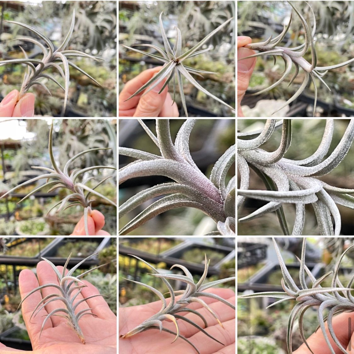エアープランツ　ペイラノイ チランジア ペイラノイ Tillandsia peiranoi エアプランツ