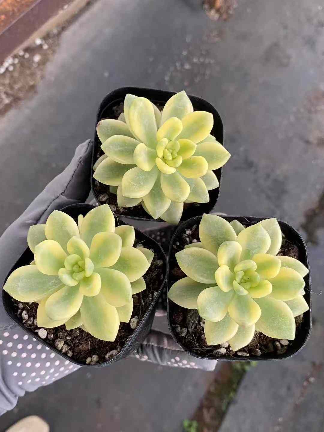 多肉植物 錦品種♡抜き苗セット ♡多肉植物【ピンクミニマ錦】2苗セット 抜き苗 エケベリア