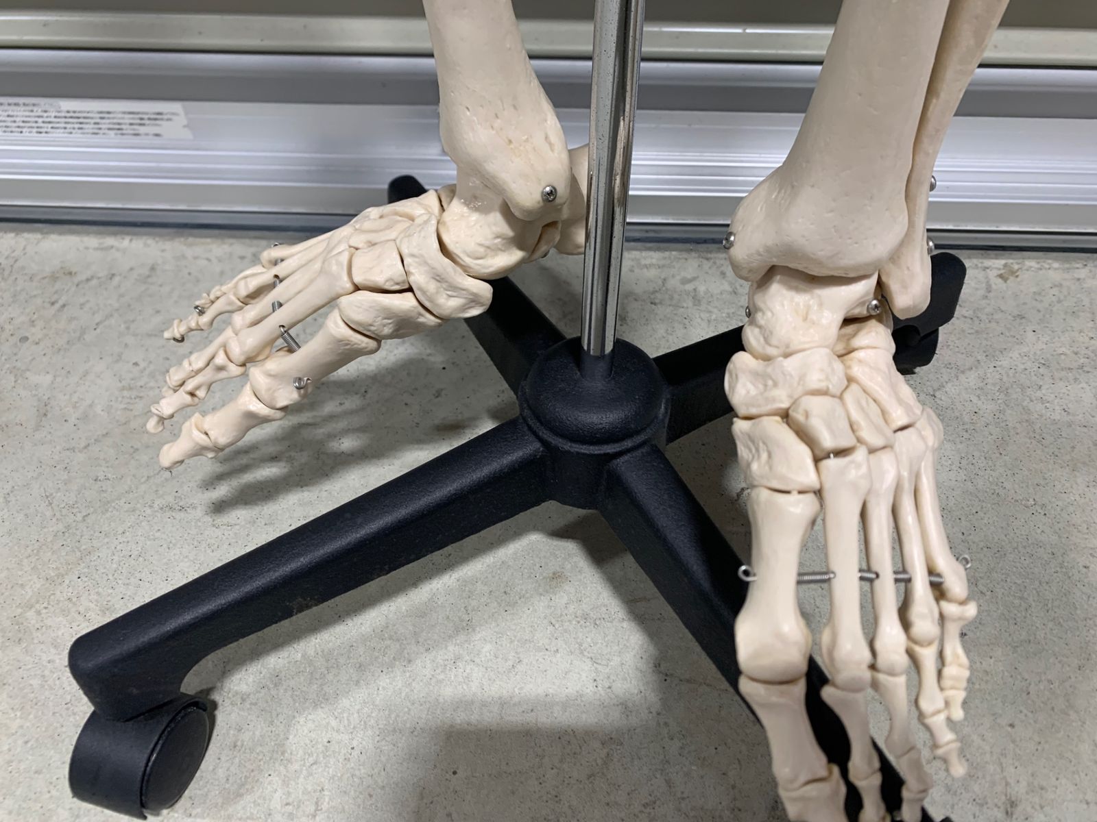 可動式 全身骨格 人体模型 約170cm スタンド付き - メルカリ