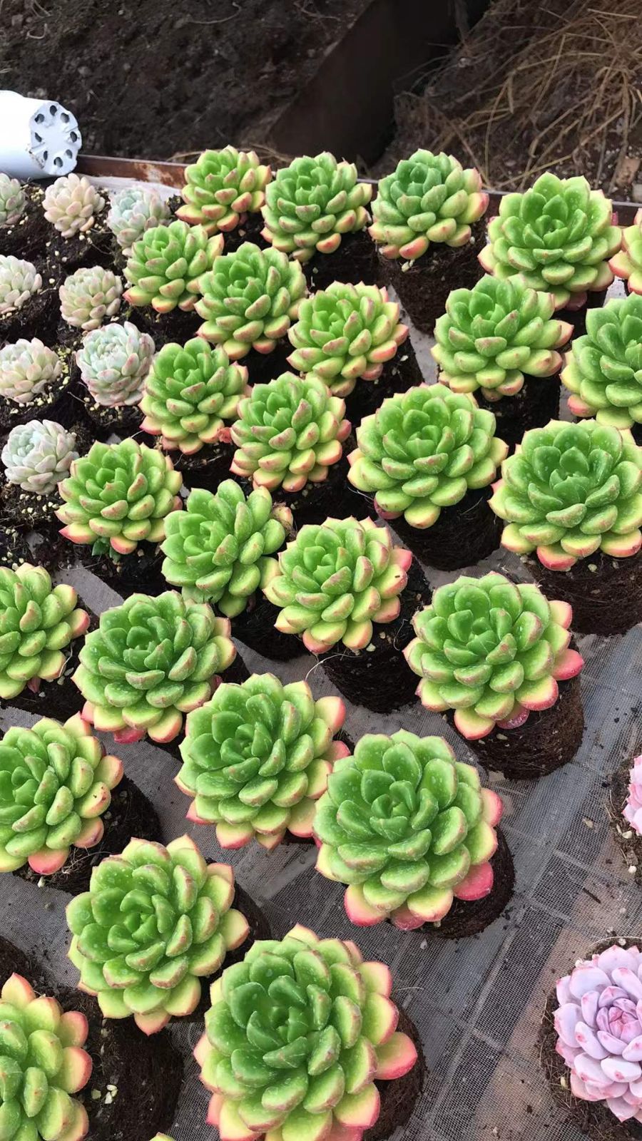 SKL1253×36 キャロル 抜き苗 多肉植物 アエオニウム エケベリア 韓国苗