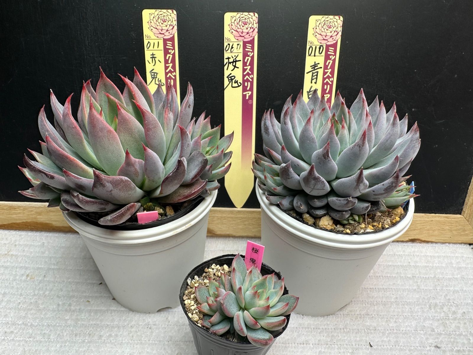 6株バイカオウレン苗7.5cmポリポット 6株 バイカオウレン苗 7.5