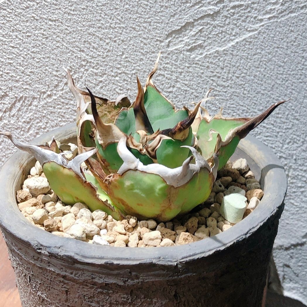 Agave titanota fo-076 US産【親株画像あり】 - メルカリ