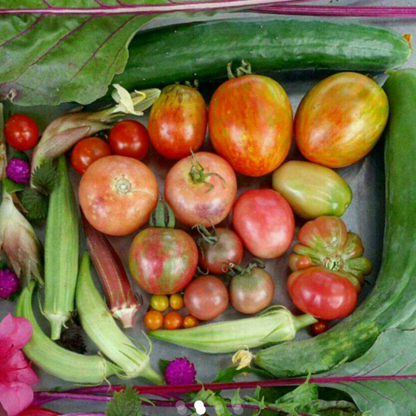 マーケターきゅうりの種(Marketer Cucumber・固定種) - メルカリ