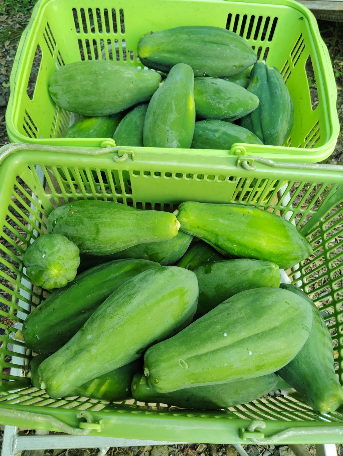 専用です❢青パパイヤ10キロ超え❢自然栽培♪ 青パパイヤ 10K 無農薬ミネラル栽培 - メルカリ