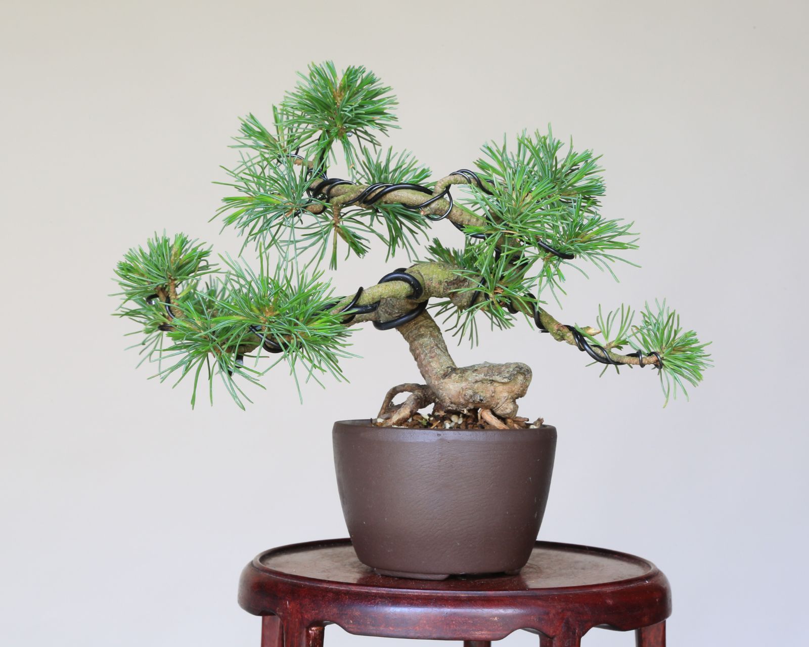 泰寿園 Online