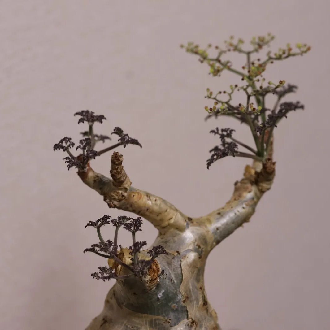 キフォステンマ ベティフォルメ ソマリア 現地球 発根済 WWW_GEBZETESISAT_COM_TR