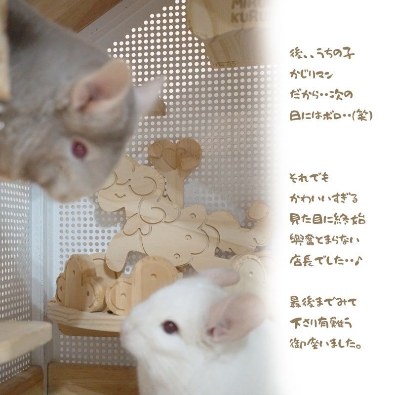 チンチラ