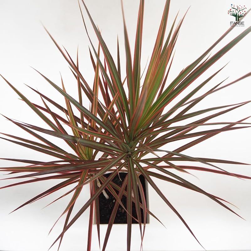 落葉高木 真実の木