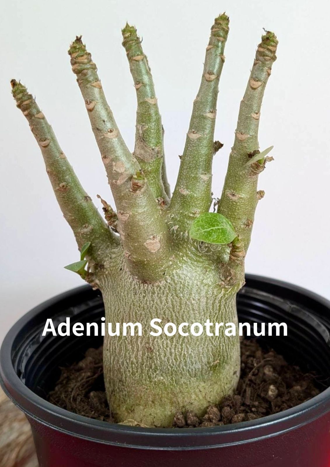 塊根植物 コーデックス アデニウム ソコトラナム 砂漠のバラ Adenium Socotranum X-82 - メルカリ