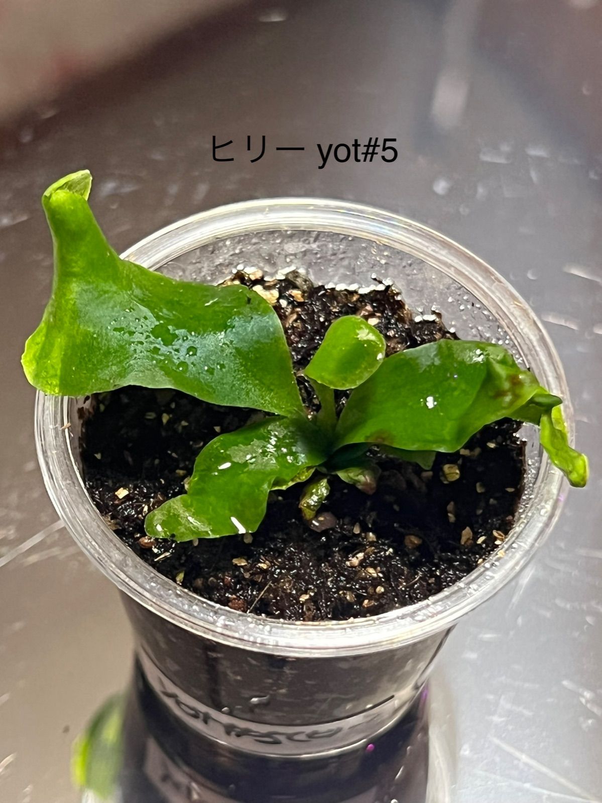 ビカクシダ ヒリー yot#5 胞子培養 苗 観葉植物 1-