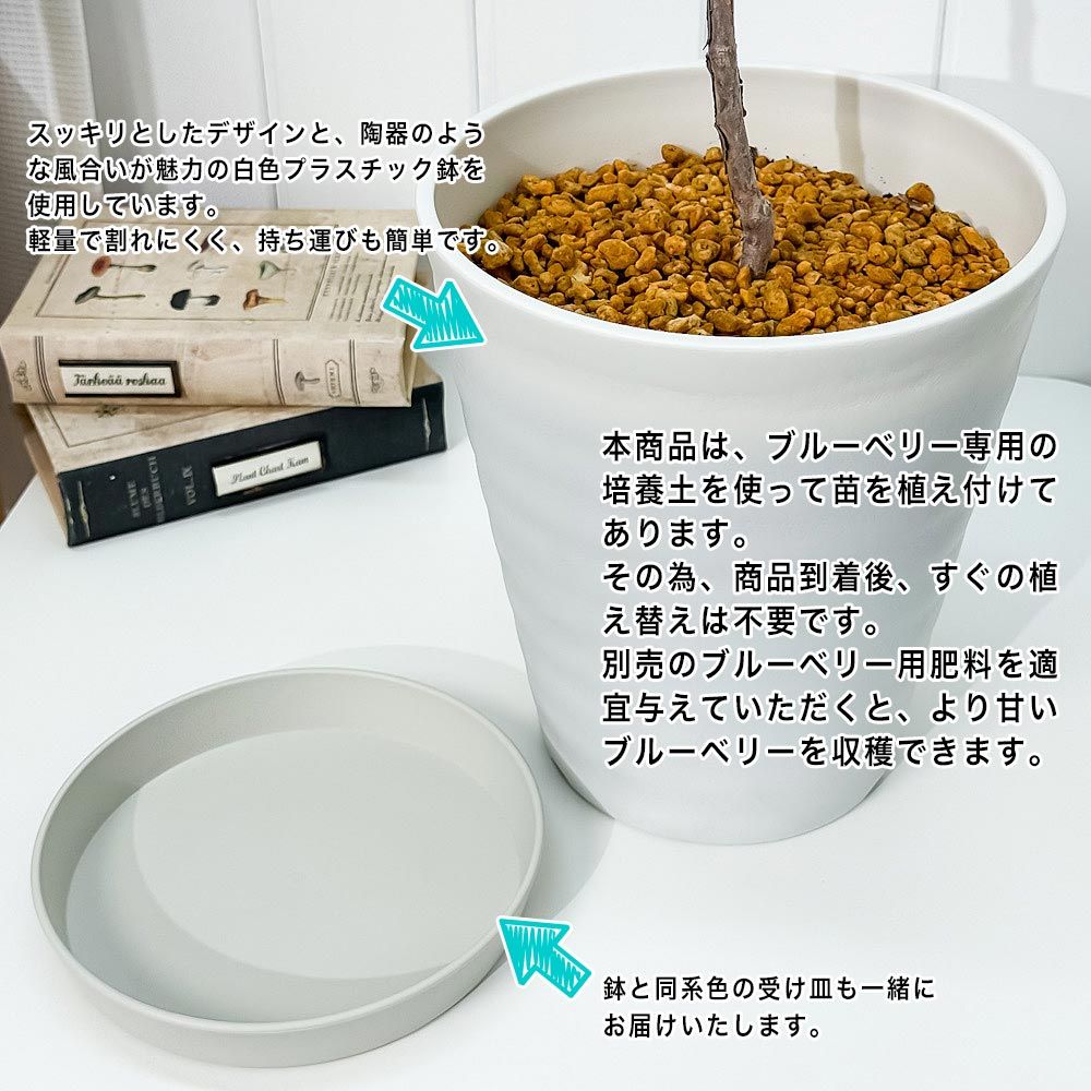 ブルーベリー