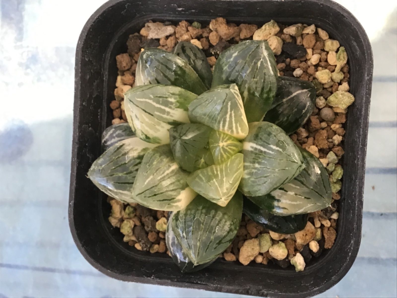 多肉植物 ハオルチア 大型紫水晶玉露錦極上斑|観葉植物 多肉植物 ハオルチア 大型紫水晶玉露錦極上斑|観葉植物