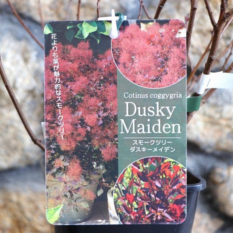 オリーブ エルグレコ リボンモチーフテラコッタ鉢植え 苗 シンボル