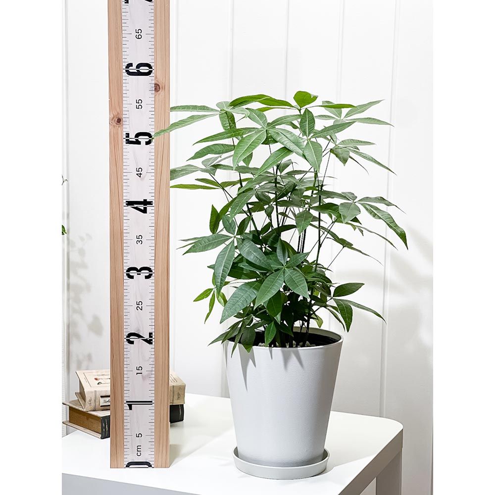 Annieさん専用 サンスベリア フラワー・ガーデニング PLANCHU 観葉植物 パキラの森