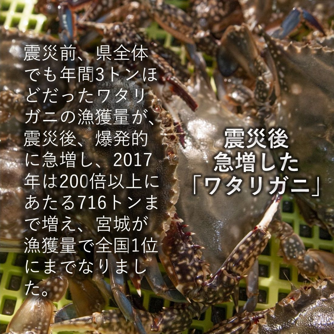 三陸産ワタリガニ ボイル済み冷凍4kg ケジャンやチゲ、鍋用としても大人気の商品
