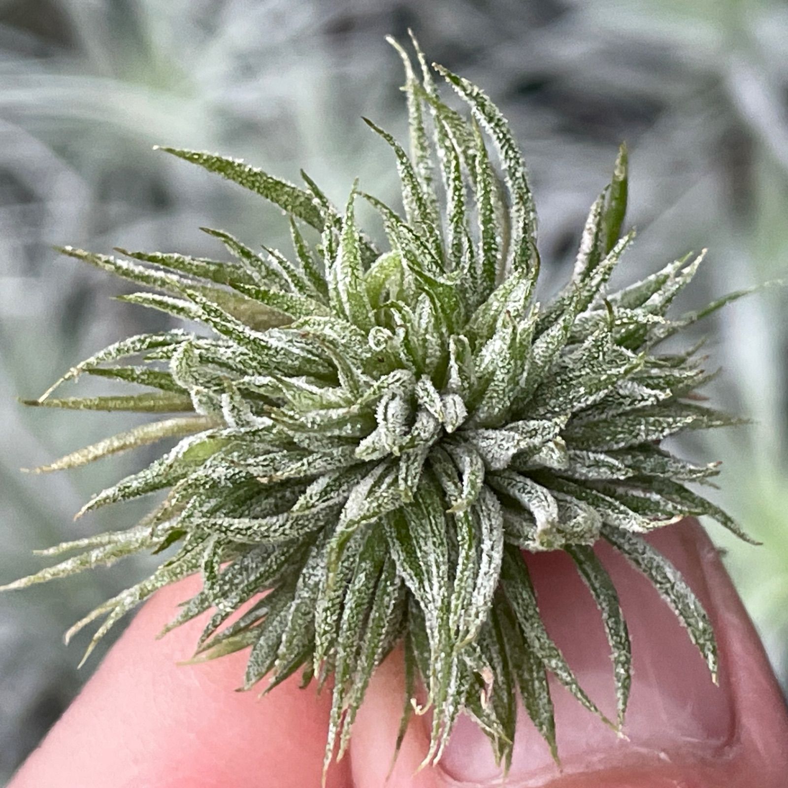 チランジア イオナンタ モンストローズ Tillandsia ionantha Monstrose