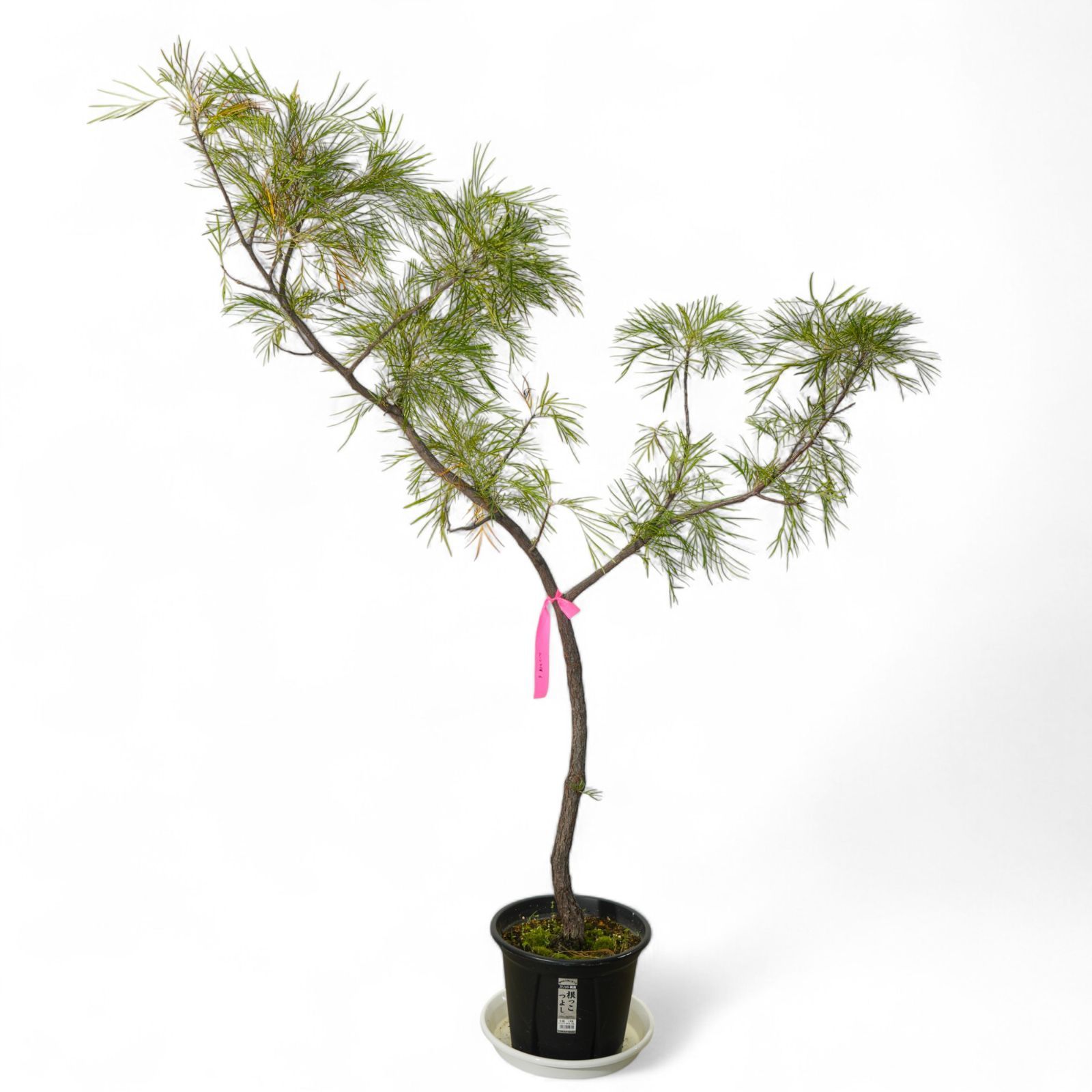 グレビレア ムーンライト 6 実生8年 8号鉢 160cm ネイティブプランツ