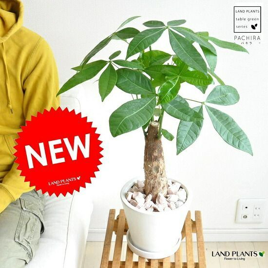 ドリアン苗Orange Durio Graveolens苗 DOG2 カラタチ 0.2m 10.5cm