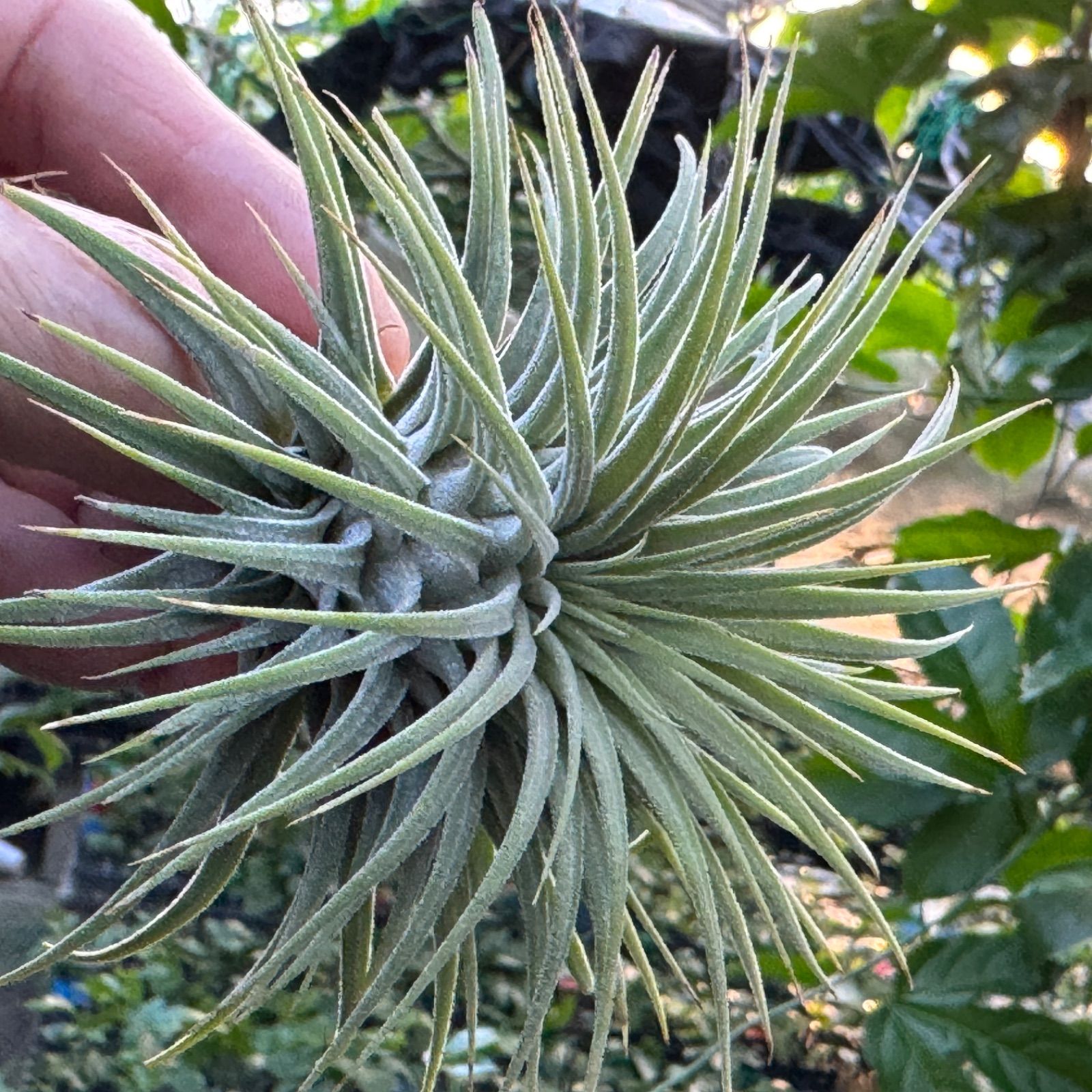 チランジア イオナンタ スノーボール Tillandsia Ionantha Snowball