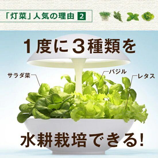 お値下 灯菜 水耕栽培キット 水耕栽培器 タネ付き OMA01RN2 LEDライト 室内用 植物栽培器 植物栽培キット 野菜栽培キット ミニトマト バジル 種子栽培 水耕栽培機械