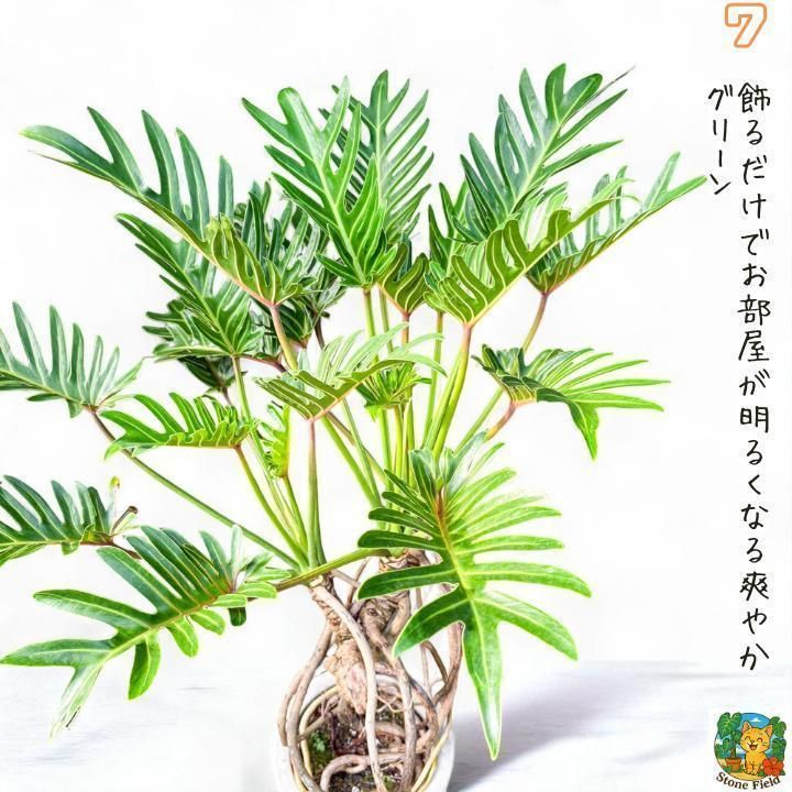 気根立ち仕上げ、フィロデンドロン・クッカバラ７・ 南国の雰囲気を楽しめる一鉢 気根立ち仕上げ、フィロデンドロン・クッカバラ7・ 南国の