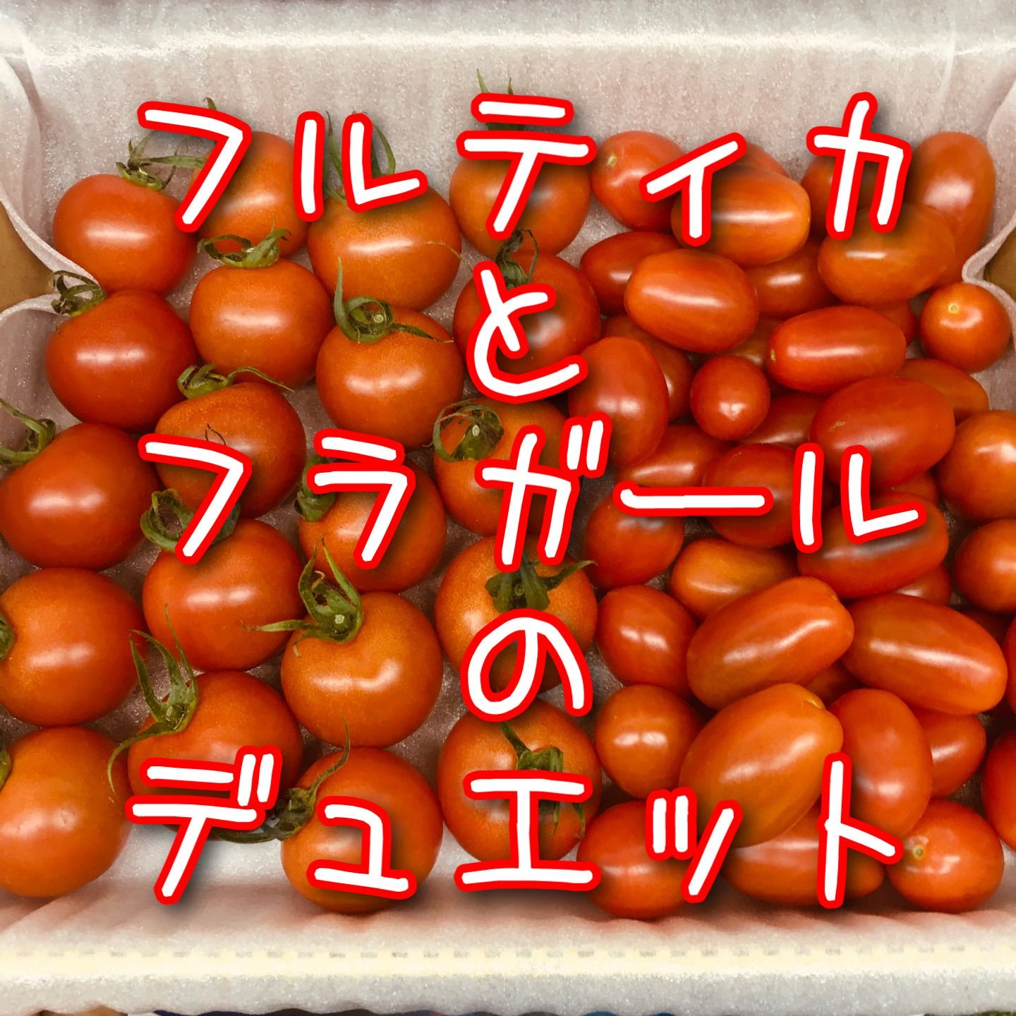 フルティカとフラガールのデュエット！農家👩‍🌾直送！フルーツトマト！宅急便コンパクト！