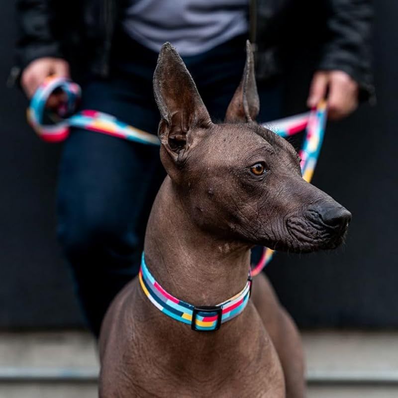 中型犬用ハーネス
