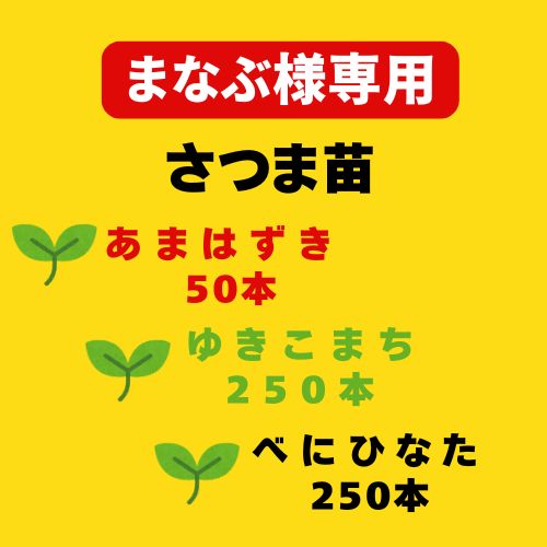 まなぶ様 令和7年度 切り苗 550本 登録品種 PVP ウィルスフリー苗