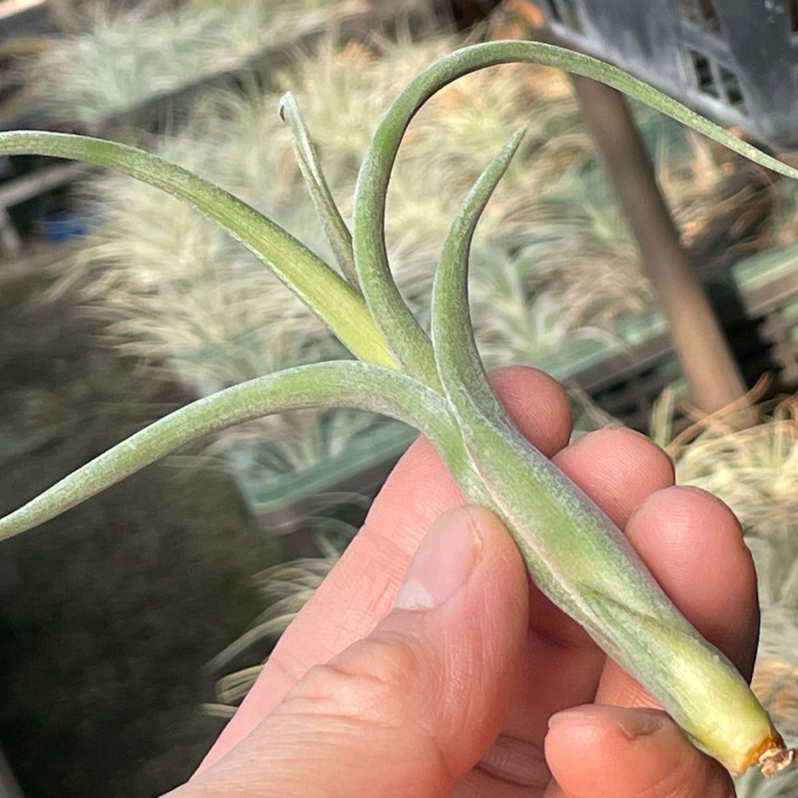 チランジア インターメディア Tillandsia intermedia＊エアプランツ