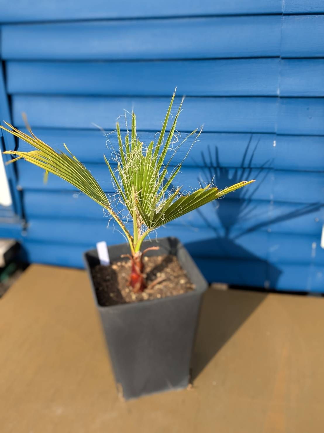 マニラヤシ。観葉植物。鉢ごと無料で発送致します。 マニラヤシ - GREEN -グリーン-