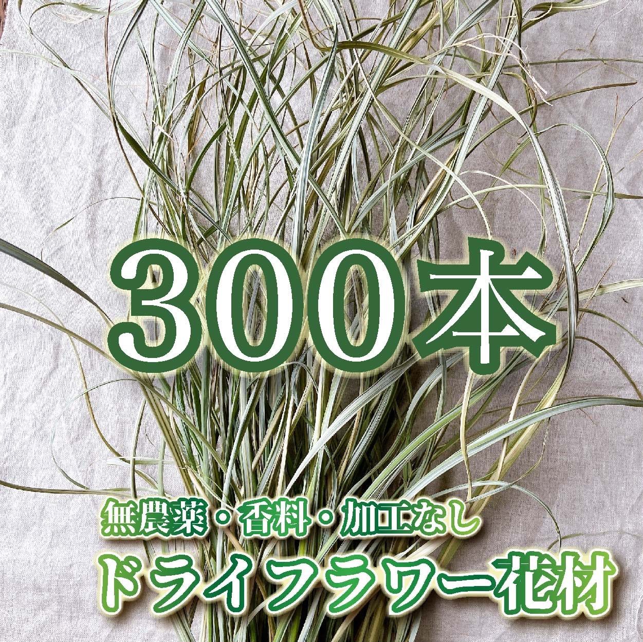 C 奄美大島産のドライリーフ「ススキの葉」300本 ドライフラワー