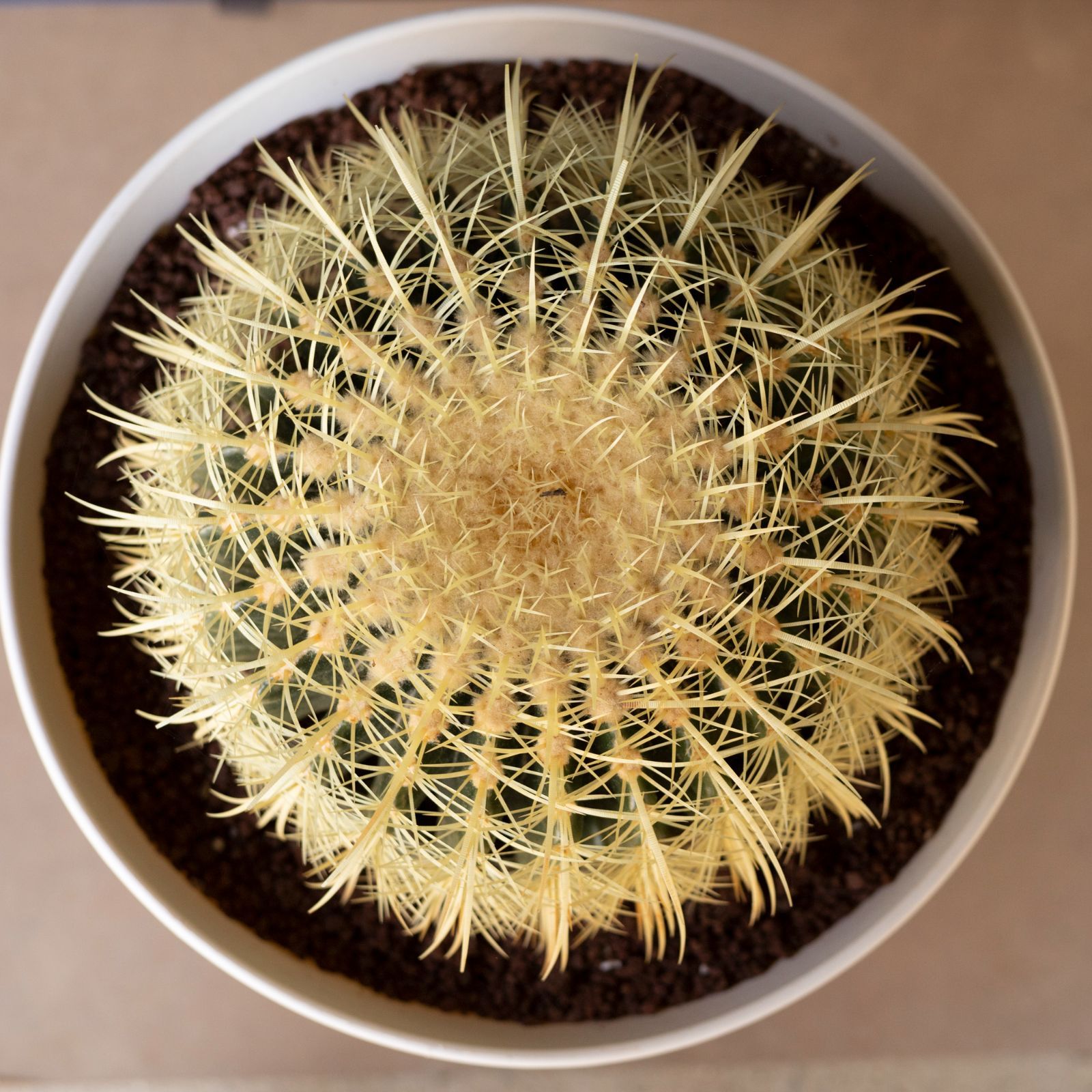 36cm 金鯱 サボテン 特大 12号 多肉植物 ドライガーデン 金シャチ