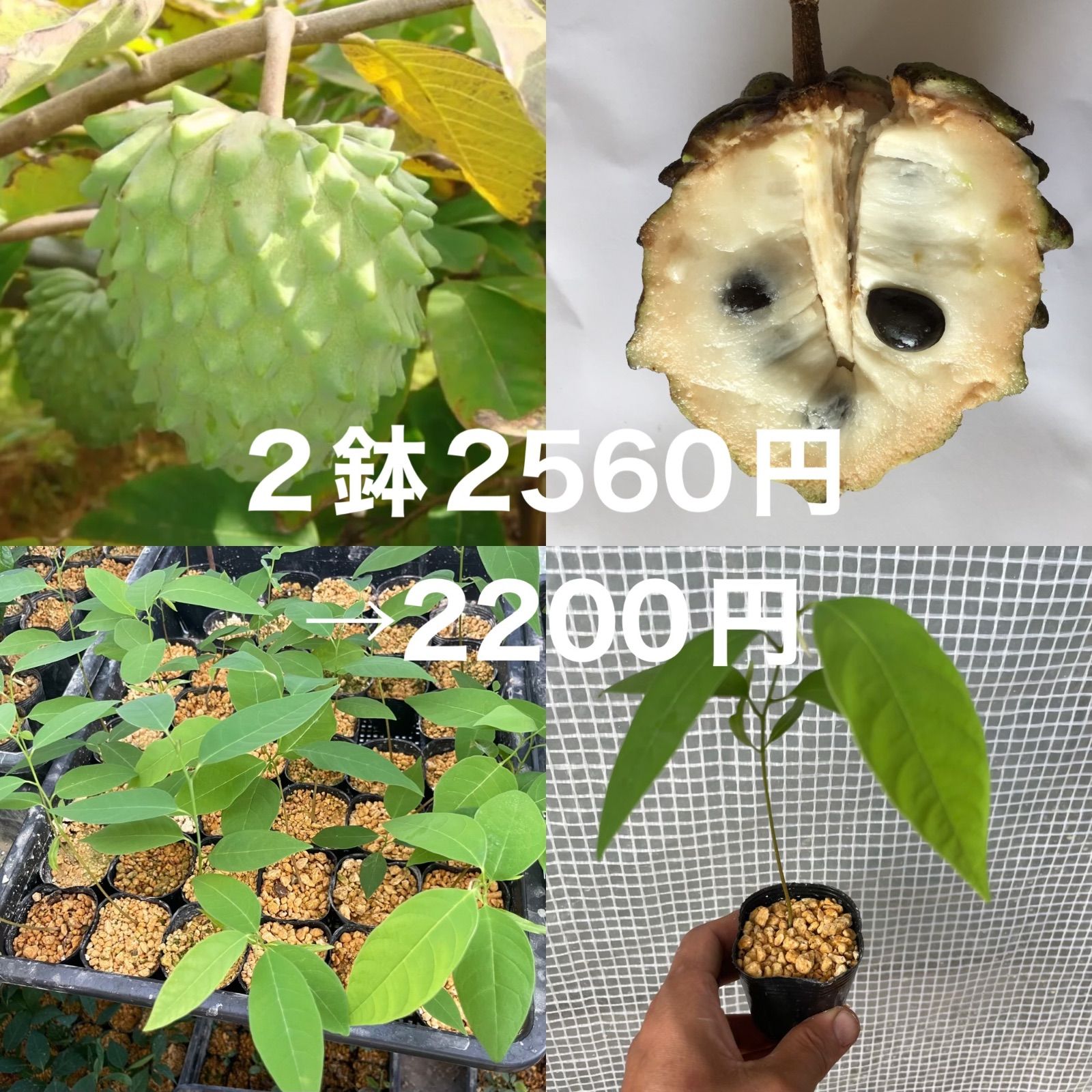 アテモヤ苗2鉢 2鉢2560円→2200円 チェリモヤxバンレイシ(釈迦頭 