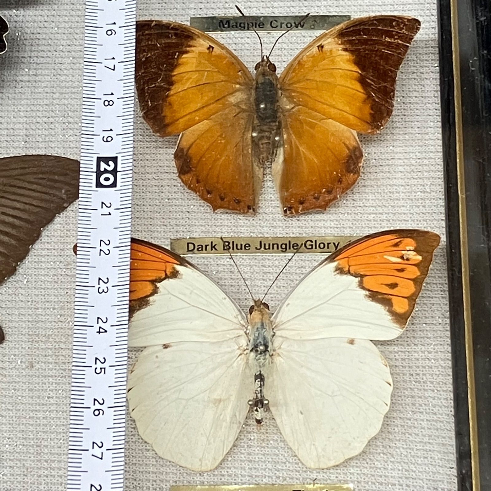 13種標本 アカエトリバネアゲハ