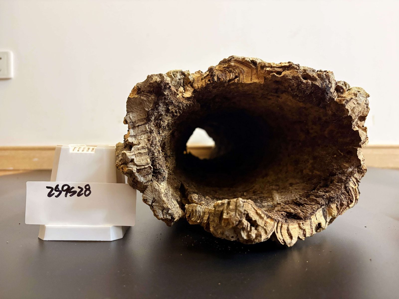 259S28 ポルトガル産