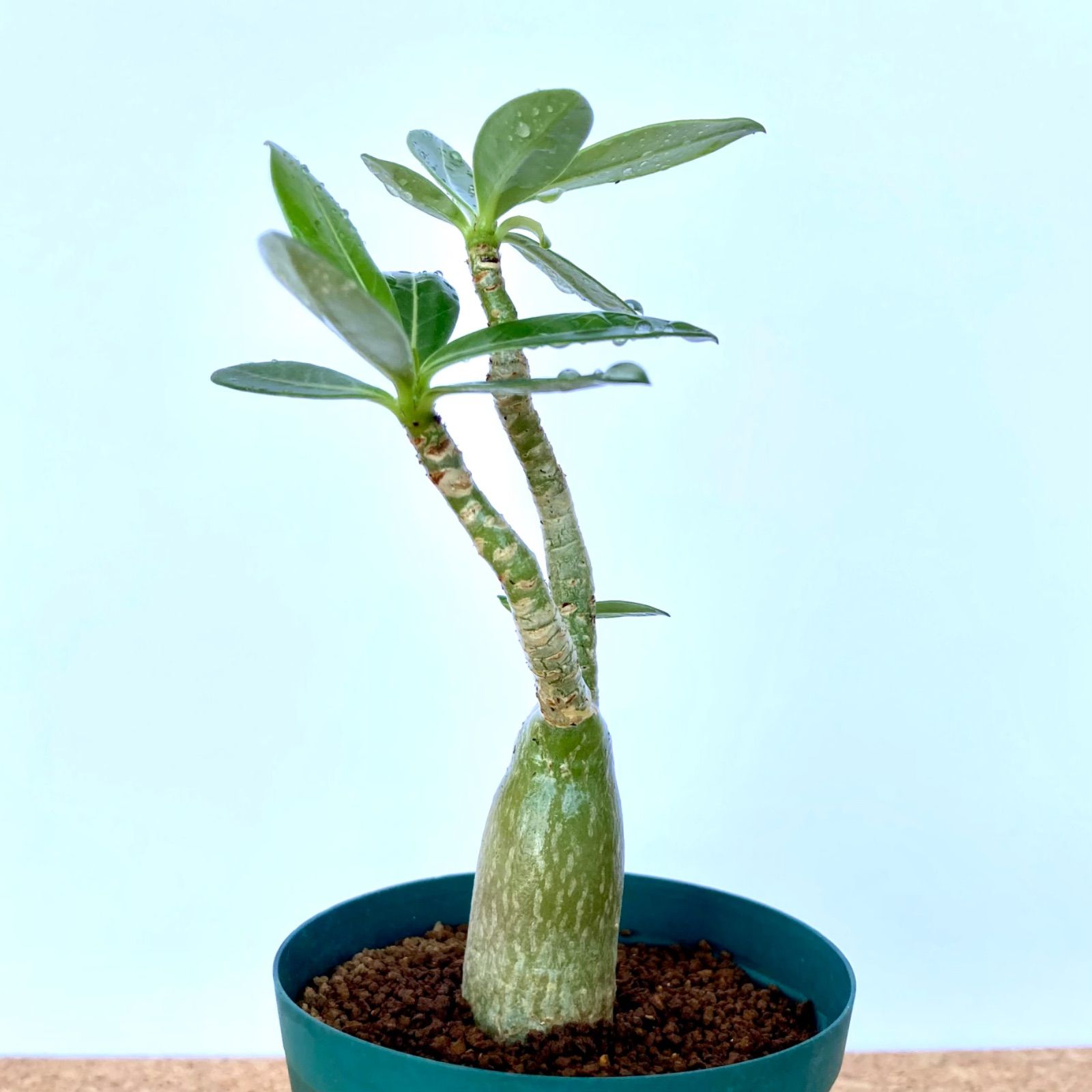 アデニウム オベスム ／ 多肉植物 塊根植物 観葉植物 コーデックス - メルカリ