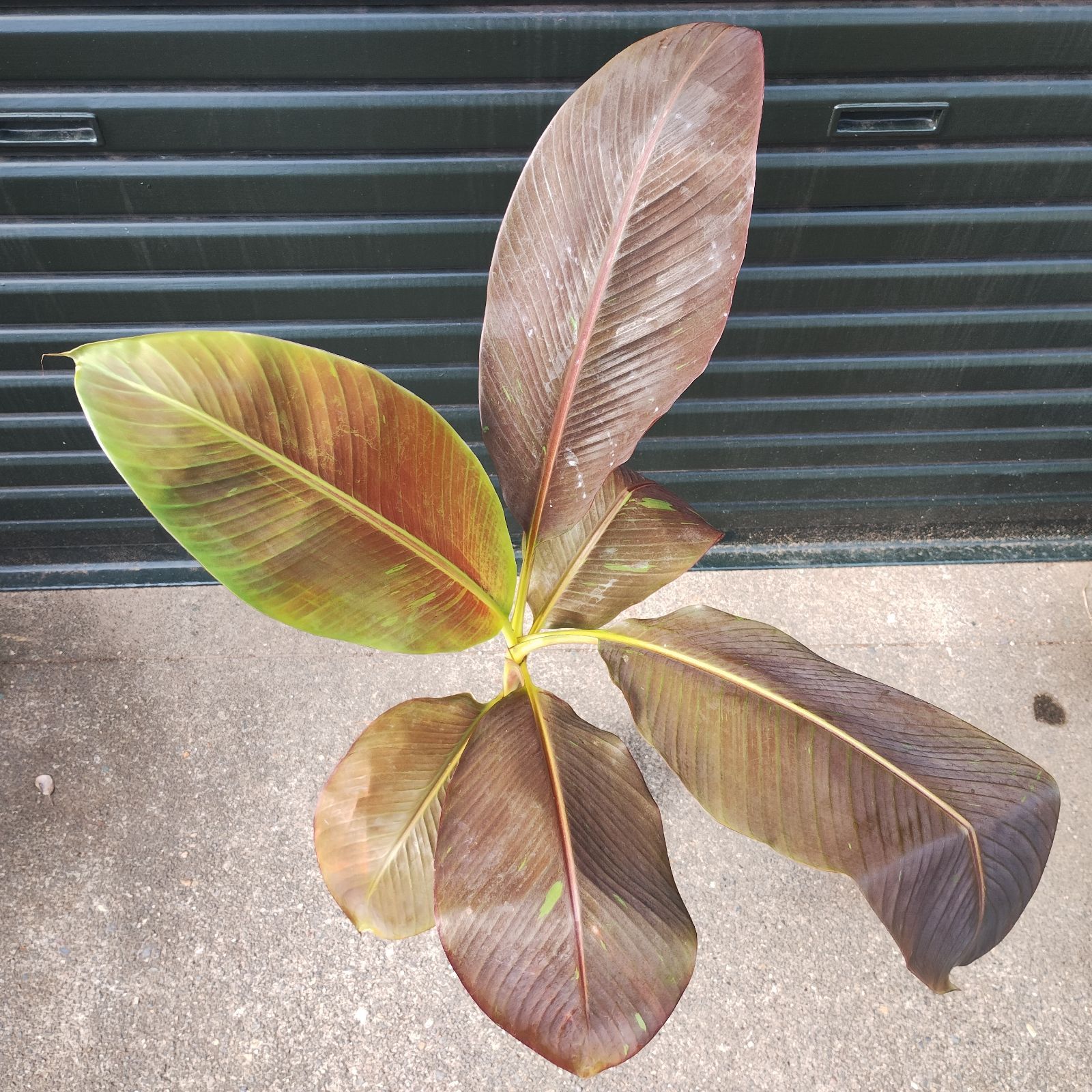 希少バナナ苗 ムサ サイアムルビーバナナ 【公式通販】