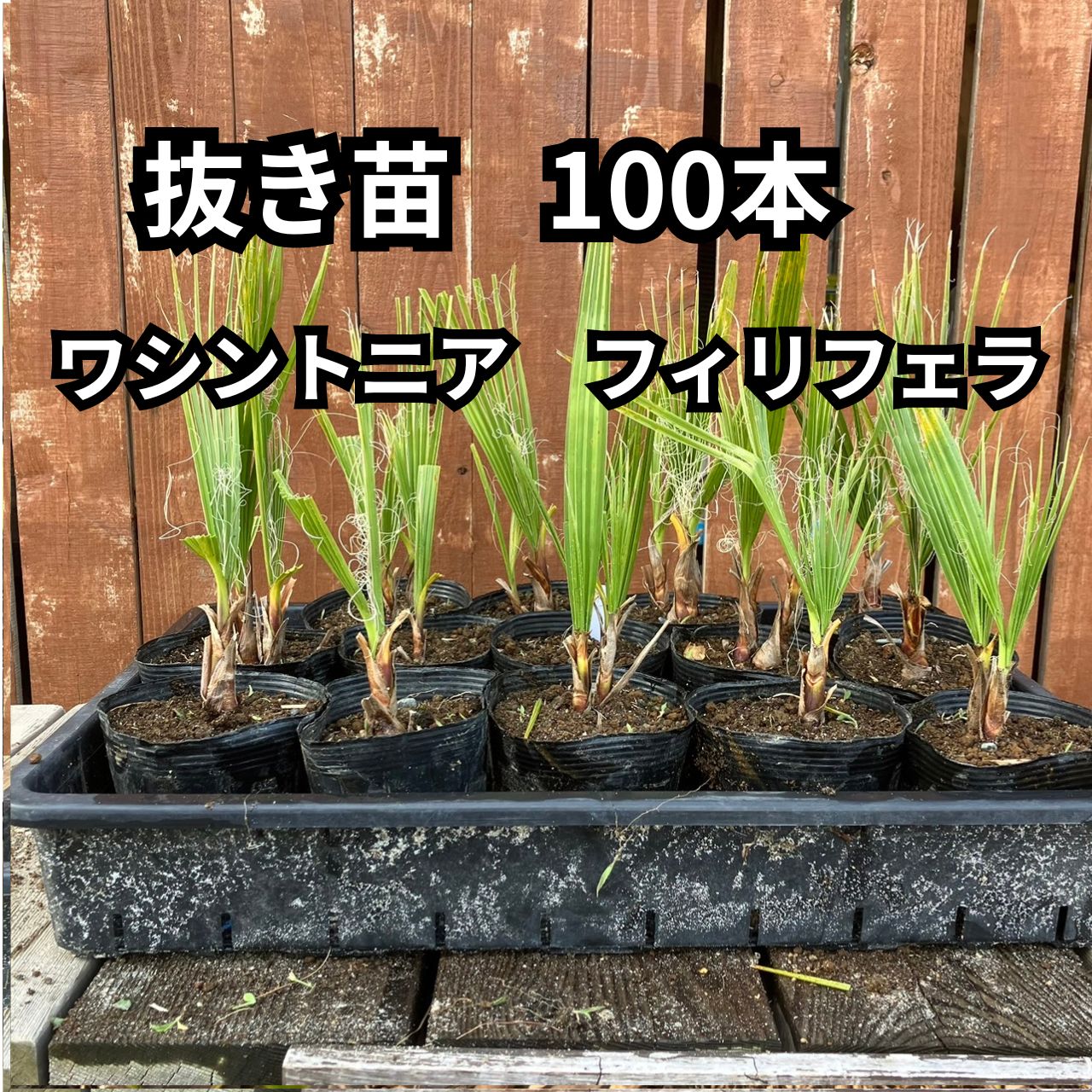 100本