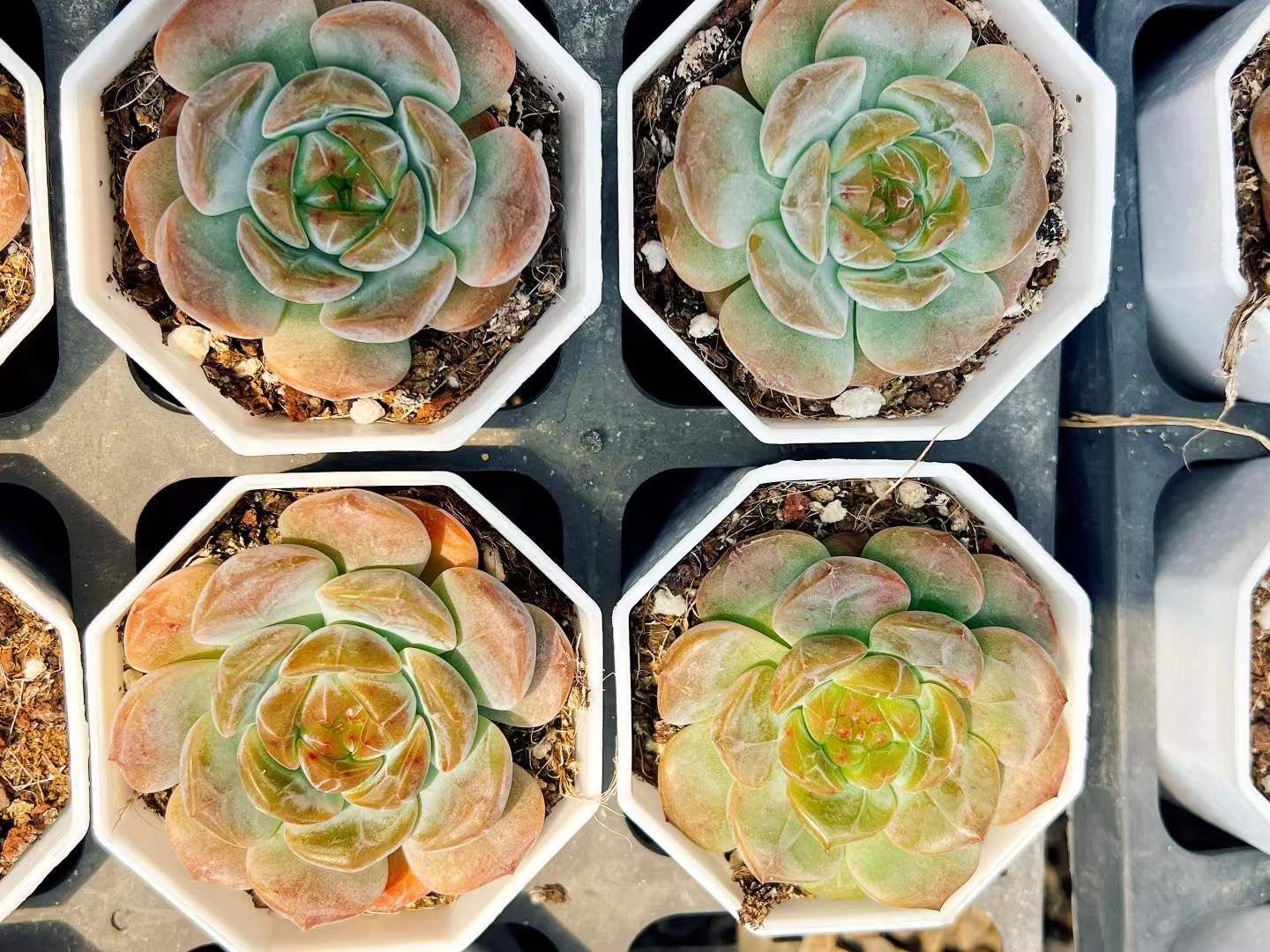 60株の抜き苗セット ピンク ジェニー 多肉植物 佐川急便発送 エケベリア 韓国苗 LL2434