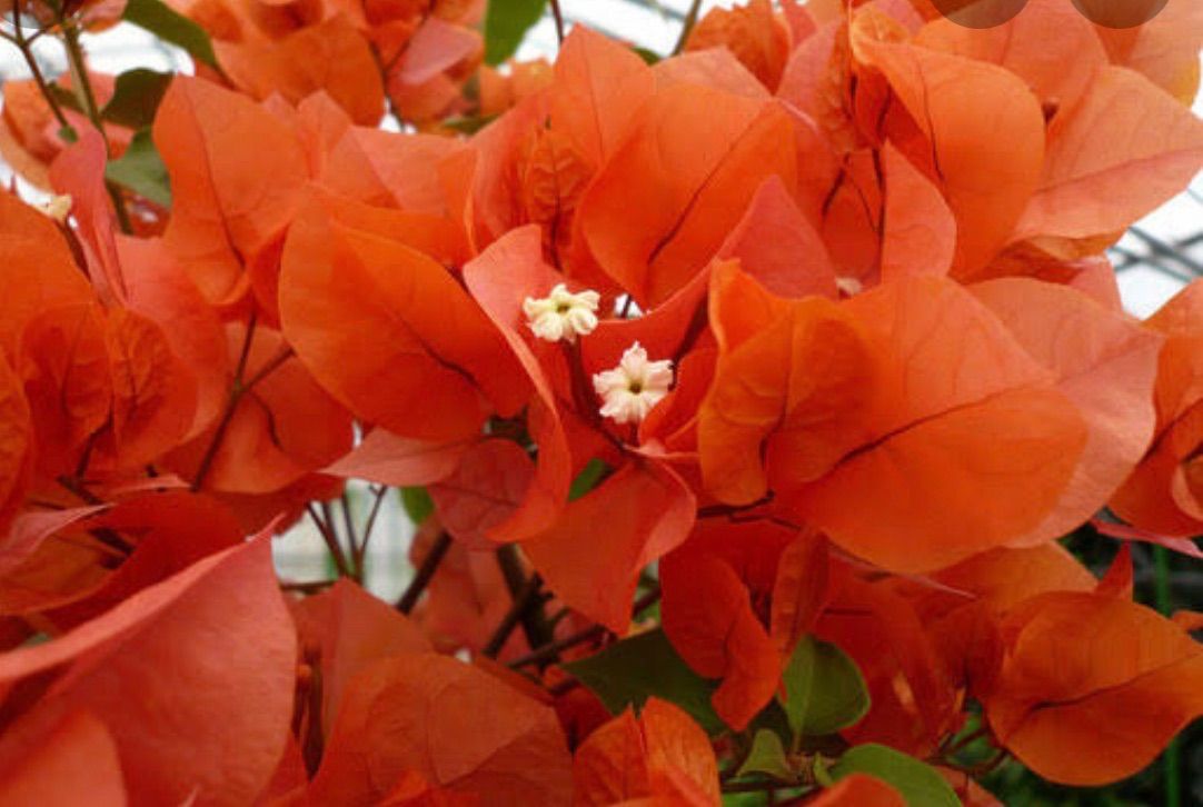 沖縄小浜島産ブーゲンビリアオレンジカット苗木4〜5本 - メルカリ