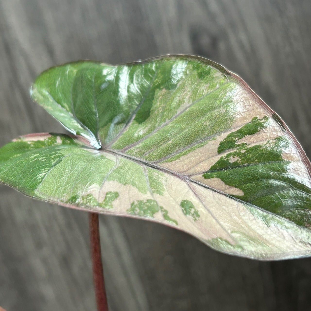 10212 Alocasia serendipity pink variegated アロカシア セレンディピティ ピンク 斑入り 送料無料 -  メルカリ