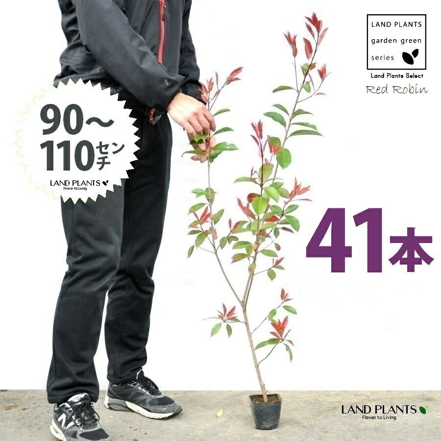 レッドロビン 3.5号 苗木 41本 高さ90～110cm 苗 苗木 苗ポット セイヨウカナメ カナメモチ 生垣
