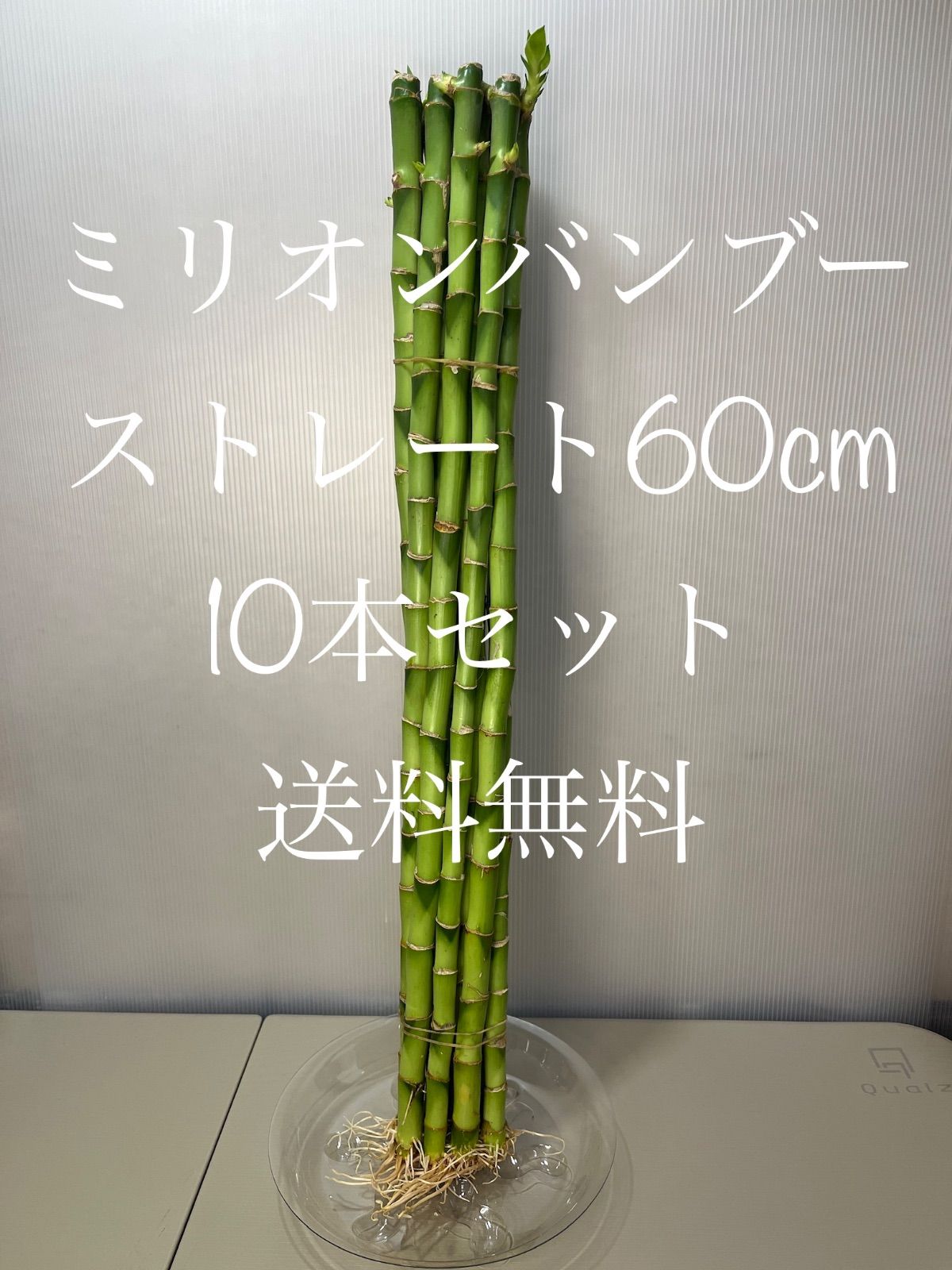 ミリオンバンブーは「開運竹」「ラッキーバンブー」などの別名が ミリオンバンブーは「開運竹」「ラッキーバンブー」などの別名が