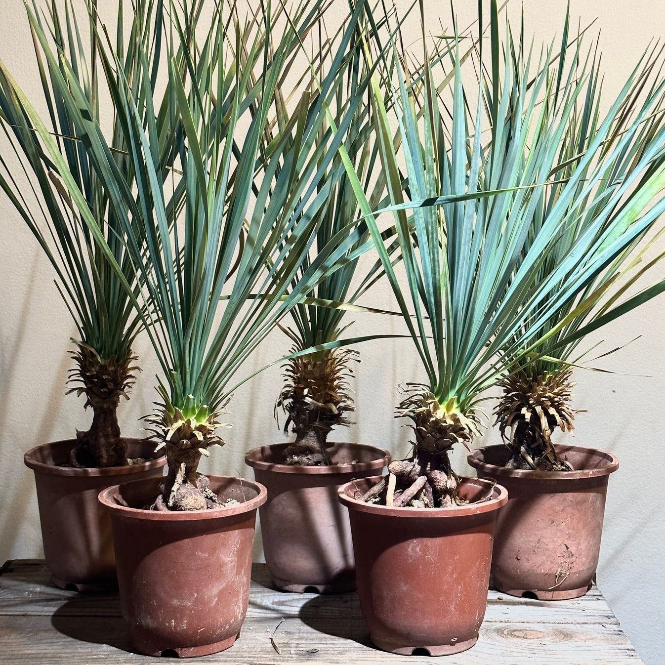 ユッカ 約2メートル ユッカ 2m超え